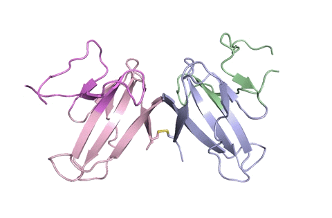 A ribbon diagram of the ORF8 structure. 