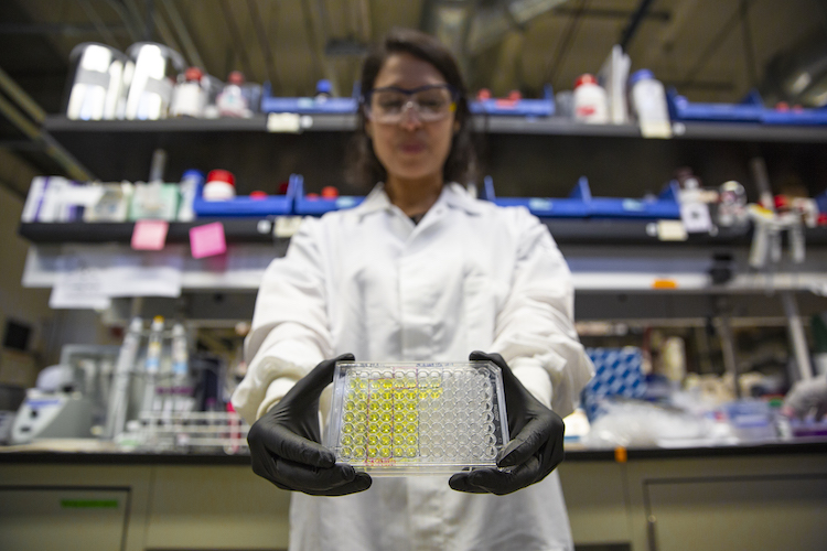 A woman in a white lab coat holds a well-plate holding samples of yellow and clear liquid.