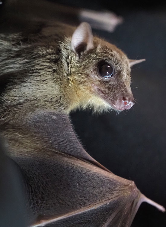 A photo of an Egyptian fruit bat in profile, with one wing extended.
