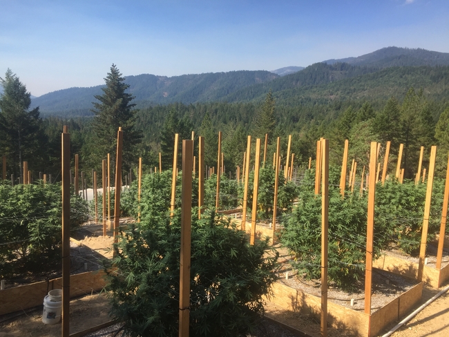 Healthy cannabis plants on raised beds surrounded by stakes.