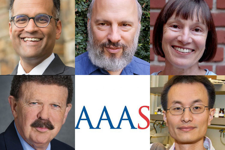 Sanjay Gupta (top left), Spencer Klein, Margaret Conkey, Robert Ritchie (bottom left) and Peidong Yang are the five new Berkeley scholars elected to the American Association for the Advancement of Science.