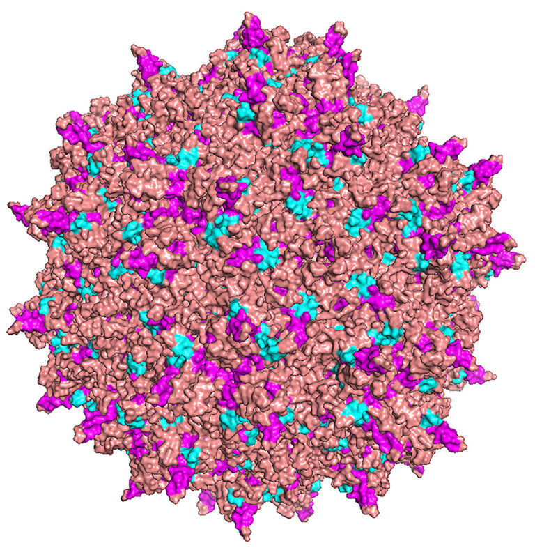 Diagram of an adeno-associated virus