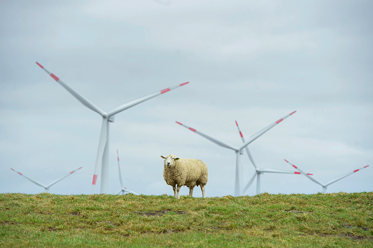 A photo shows a sheep standing on a hill. Behind the sheep are a collection of wind turbines from a wind farm.