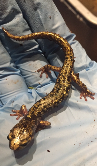 a blue-gloved hand holding a salamander