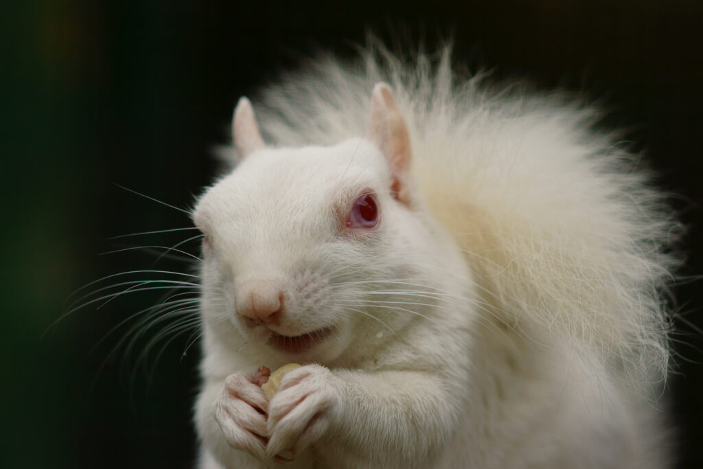 A white squirrel with red eyes faces the camera with a nut in it’s paws.