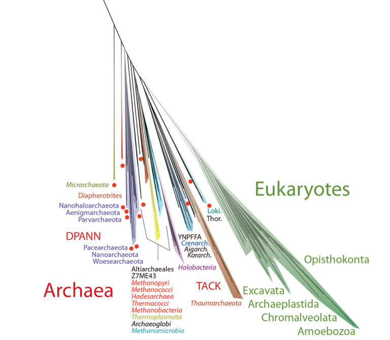 Archaea in the tree of life