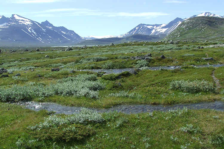 An arctic landscape