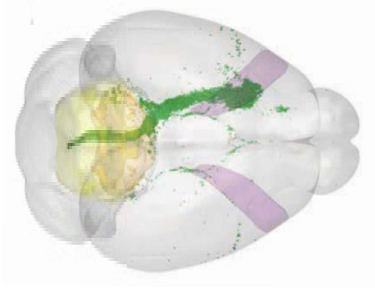 tracing neurons in the mouse brain, in green, across the middle of brain shape with a yellow oval to the left and purple stripes on the top and bottom