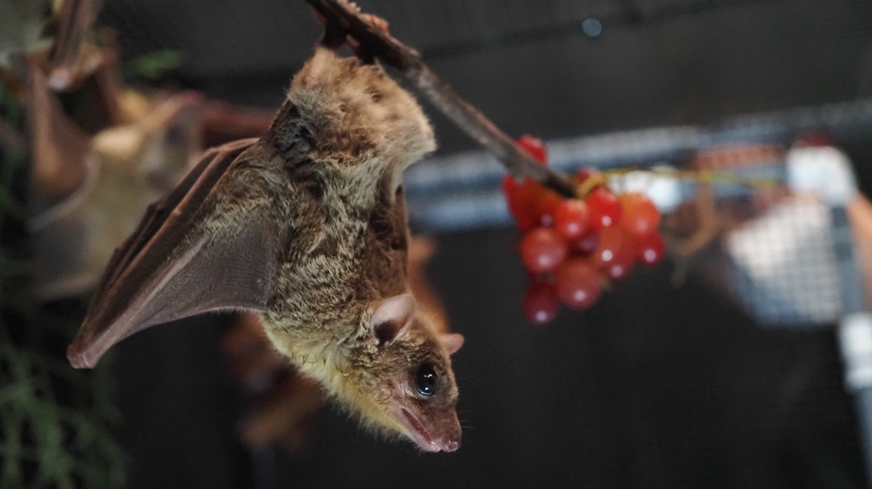 An Egyptian fruit bat hangs upside down from a branch.