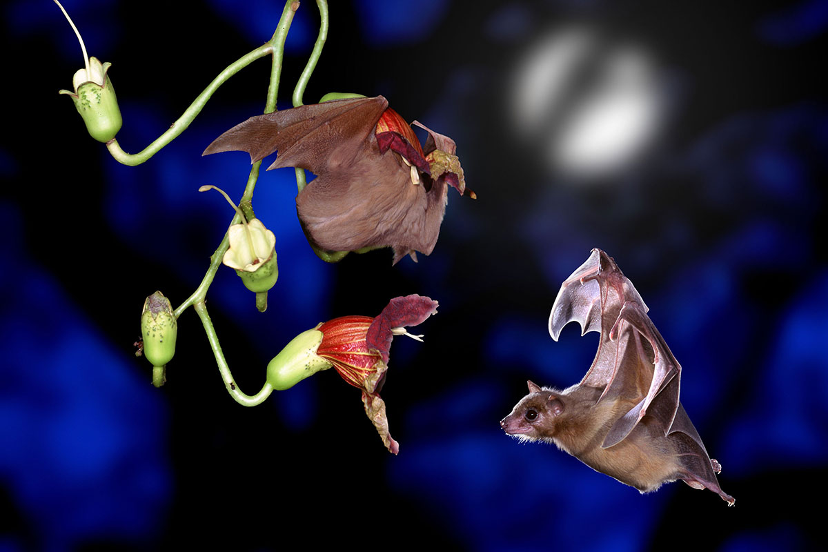 Two fruit bats interact with a plant