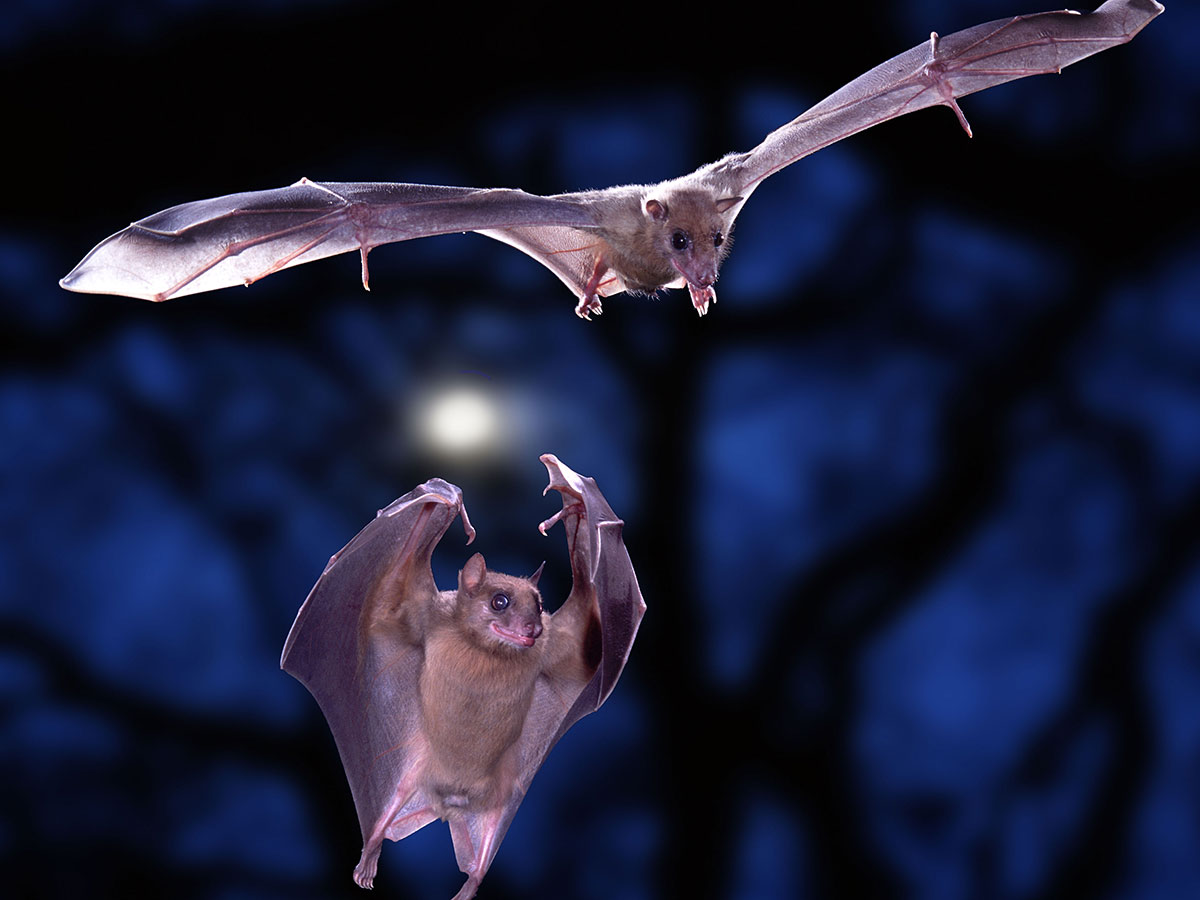 Two bats fly, one with wings outstretched, the other with wings up