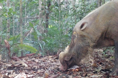 A bearded pig near an oil palm plantation in Borneo. 