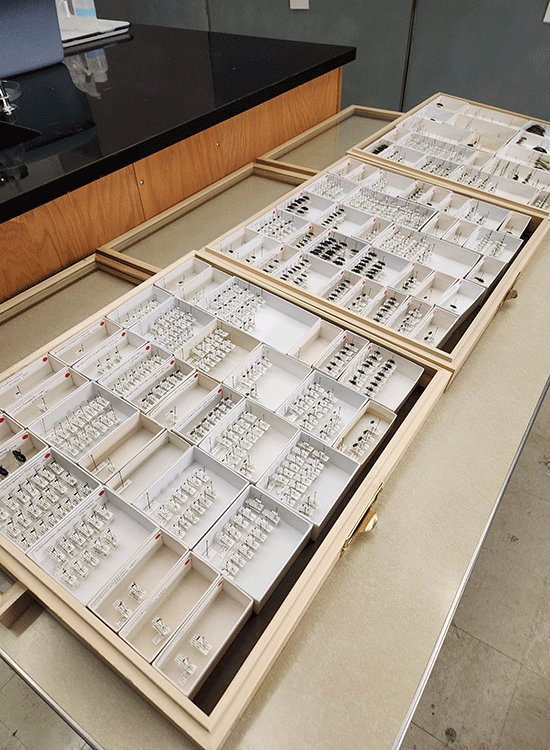 A photo of museum drawers containing a collection of small insects