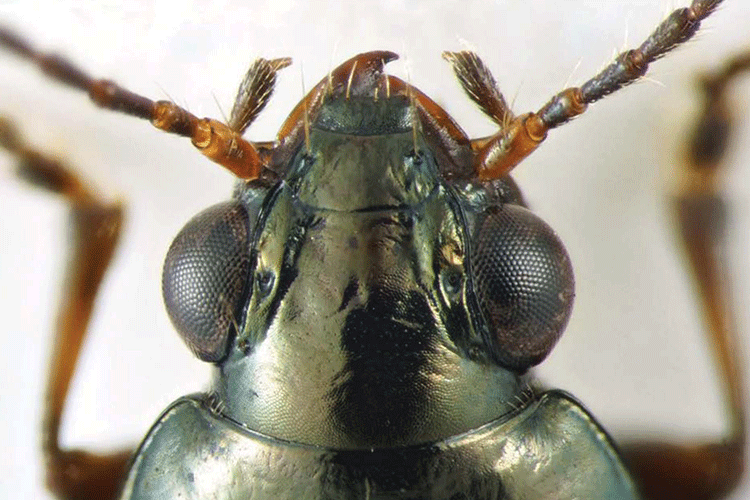 A close-up image of a the head of a beetle. The insect has large, round eyes and brown legs. The shell is a metallic green and gold color.