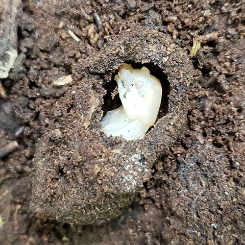 A photo of a white beetle larva inside a chamber made of frass, which looks like a mixture of mud and wood chips.