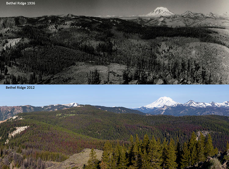 Two panoramas of Bethel ridge in Washington State; the top one taken in 1936 and the bottom one taken in 2012. The bottom one shows a considerably denser forest cover compared to the top.