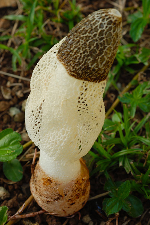 A photo shows a brown and white mushroom