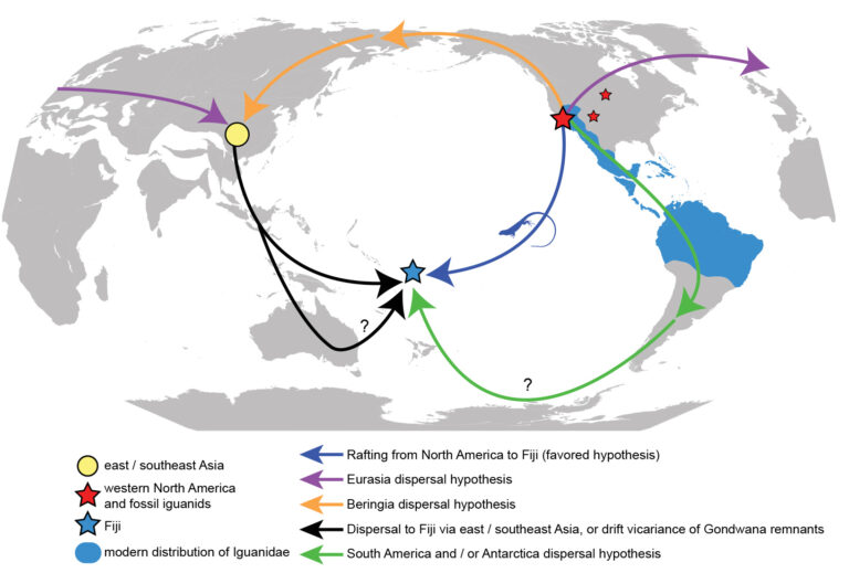 world map in gray with colored arrows indicating possible routes by which iguanas could have reached Fiji