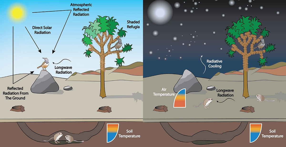 A graphic illustration shows the different heat exposures experienced by birds and mammals. The graphic illustrates concepts otherwise described in the story.