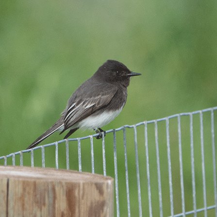 A photo shows a small dark bird, with a white belly, sitting on a metal fence.