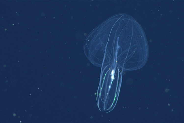a translucent, jellyfish-like comb jelly
