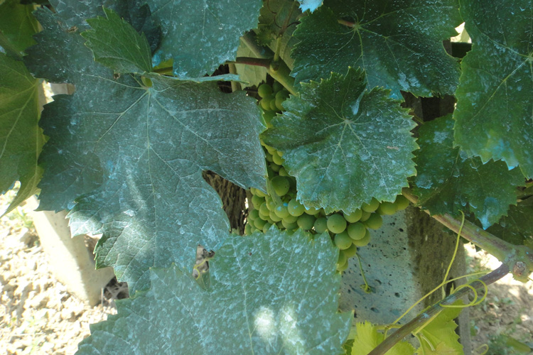 grape leaves with spots of fungicide