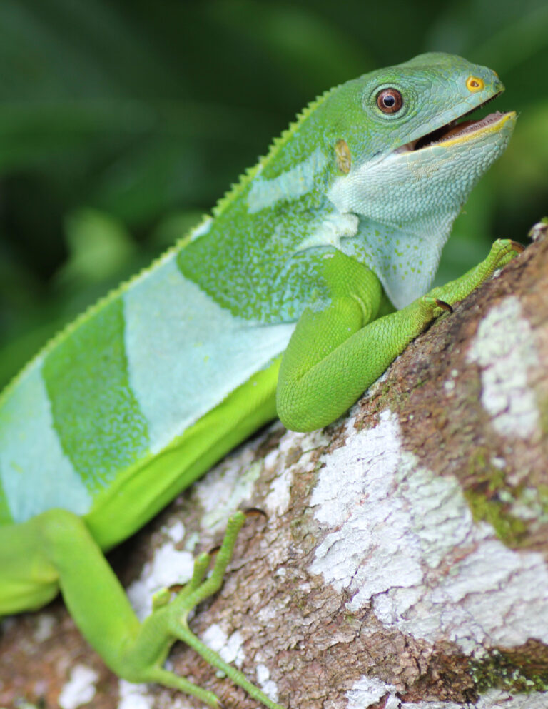 a light green iguana with wide white stripes and yellow nostrils on a tree with lichen, it's mouth open