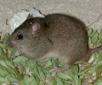 A photo of a small rodent