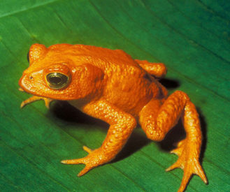A photo of a bright orange frog sitting on a leaf