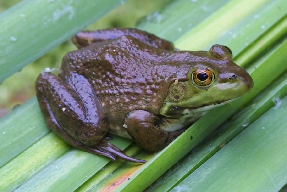 Bullfrog sitting on green leaf