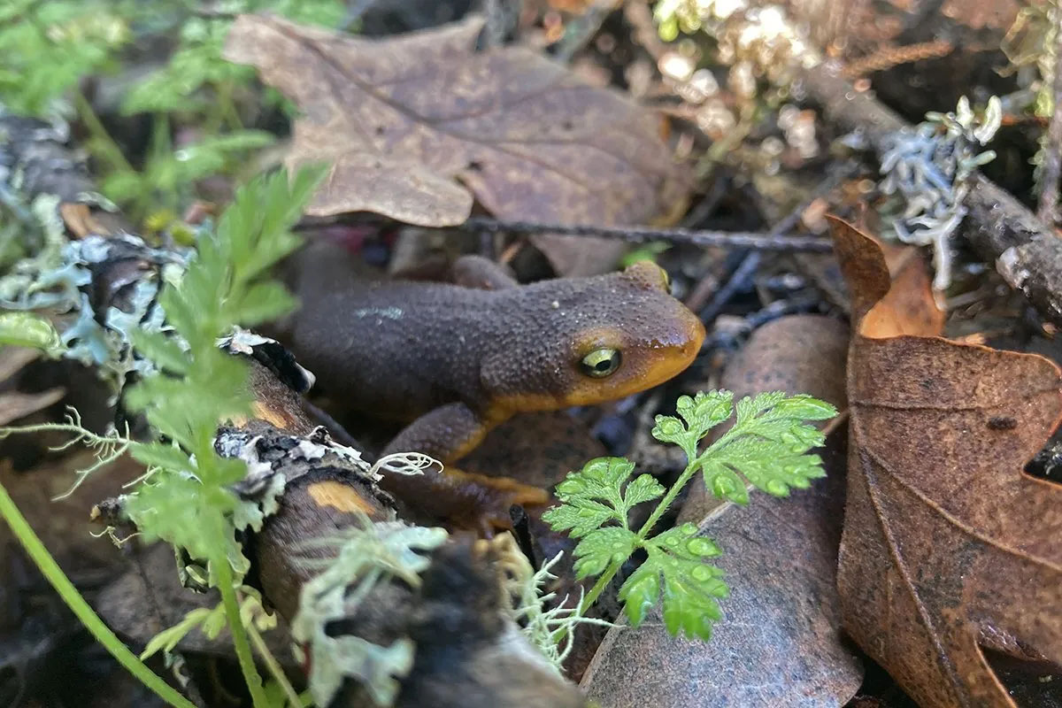 Small animal amongst leaves and sticks in the forest