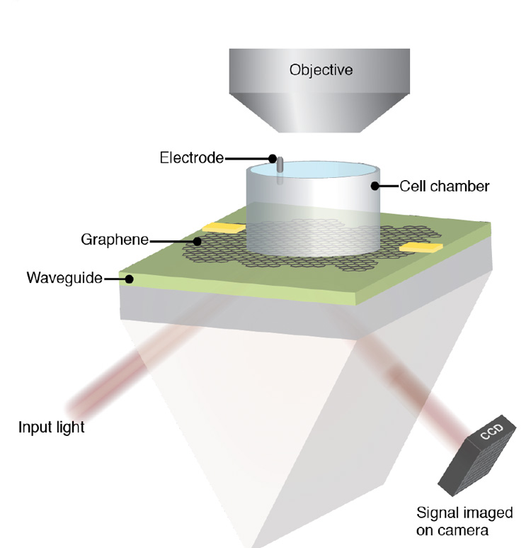 schematic of CAGE device, words on the diagram include "objective, electrode, cell chamber, graphene, waveguide, input light, signal imaged on camera"