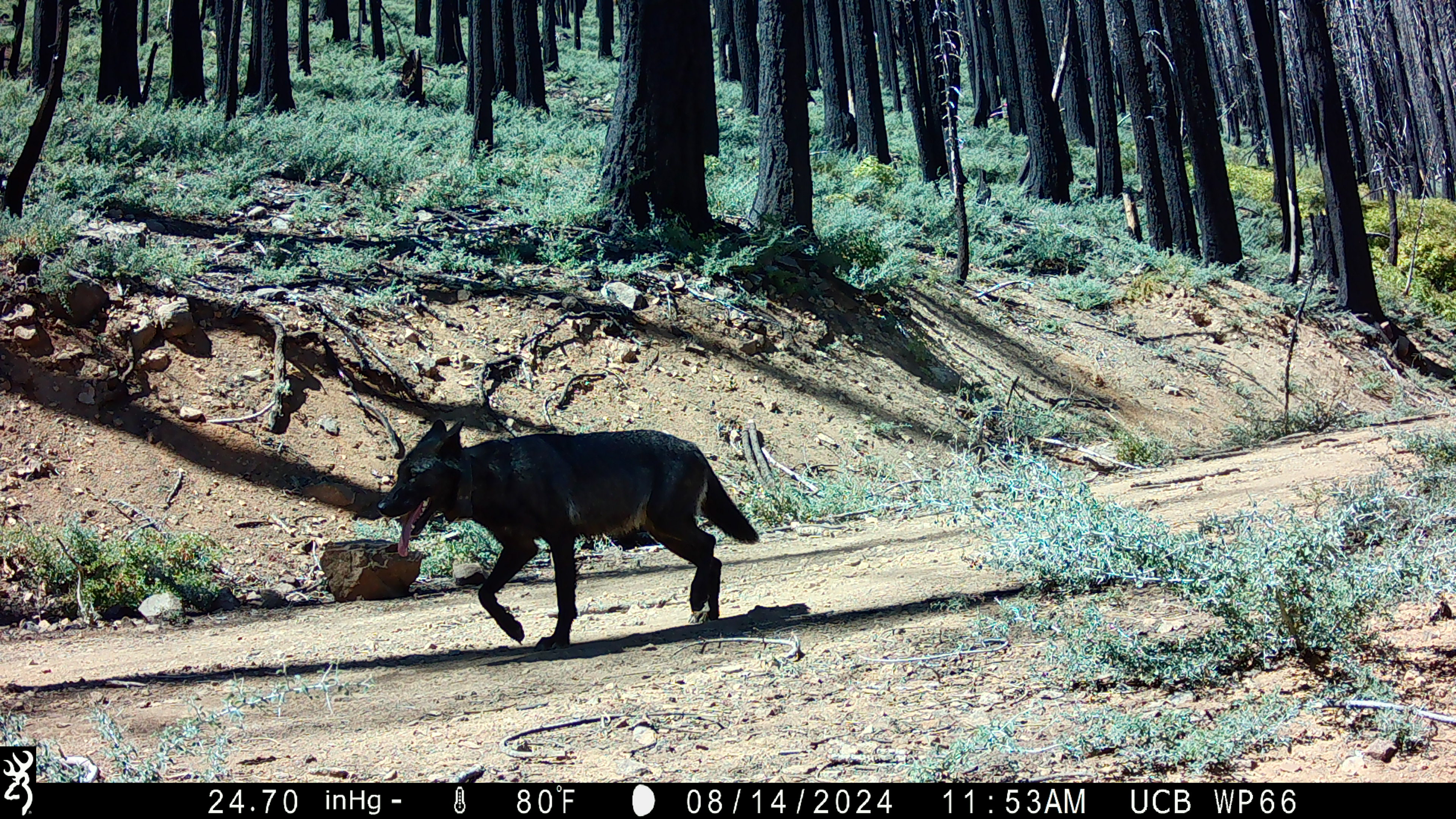 A gray wolf with a satellite tracking collar navigates a forest road in Lassen County, California. 