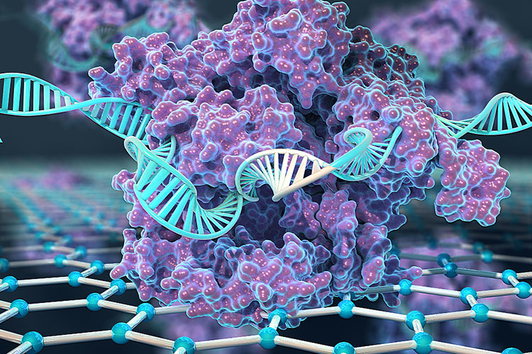 An illustration of a CRISPR-Cas9 protein bonded to a sheet of graphene