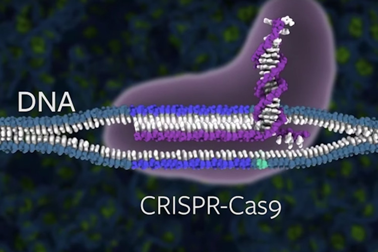 graphic of a Cas9 Protein.