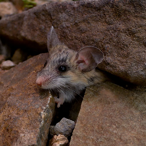 A small mouse sticks its head out from between some rocks
