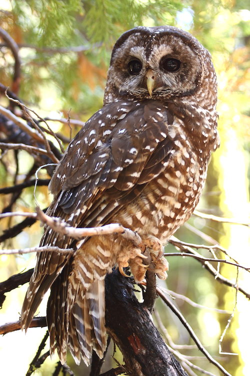 California Spotted Owl