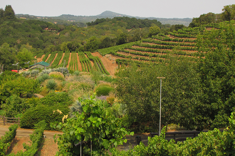 A photo of a hillside vineyard that combines vines, crops and orchards.