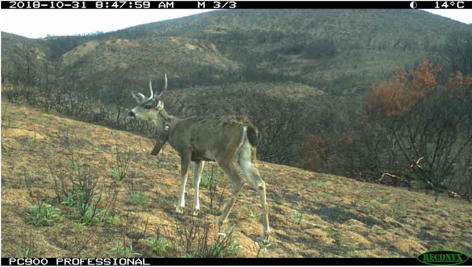 A black-tailed deer wearing a GPS tracking collar