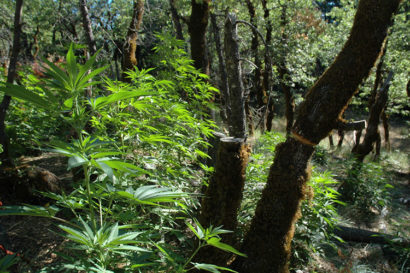 A cannabis plant in a forest, next to a the stump of a tree that has been chopped down.