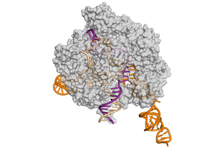 Cas9 protein