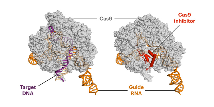 anti-CRISPR protein