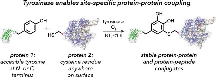 A Diagram of how Catena Biosciences technology works, showing protein molecules smashing together. Words on the graphic read: "Tyrosinase enables site-specific protein-protein coupling" And "protein 1: accesible tyrosine at N- or C- terminus.  protein 2: cysteine residue anywhere on the surface stable protein-protein and protein peptide conjugates"