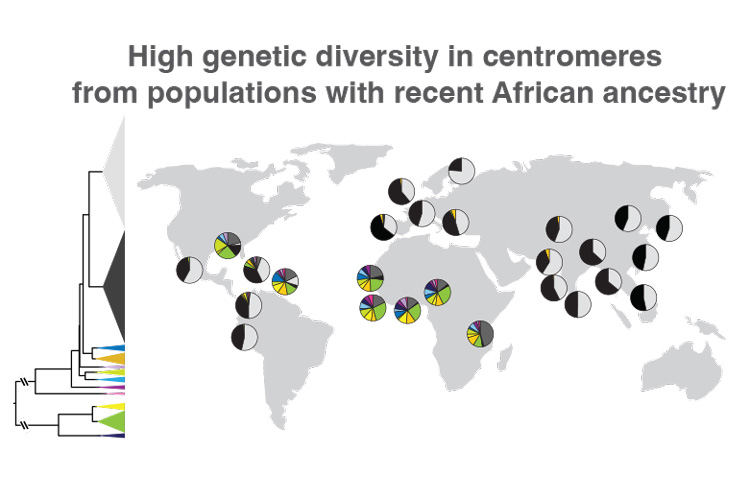 map of world showing variation in the centromere