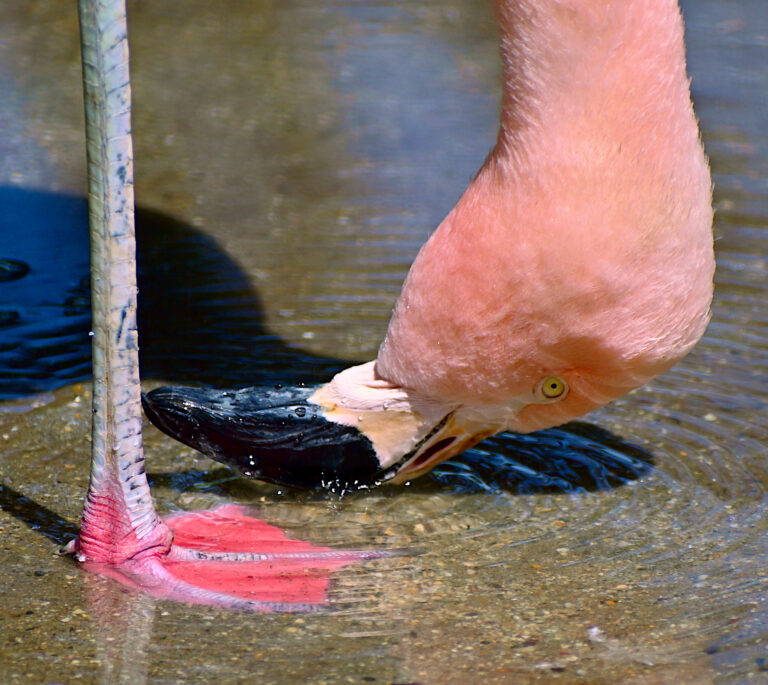 a flamingo's pink foot and pink head at the surface of a shallow pool of water