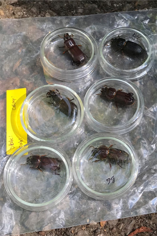 A photo showing six petri dishes, each containing a large beetle