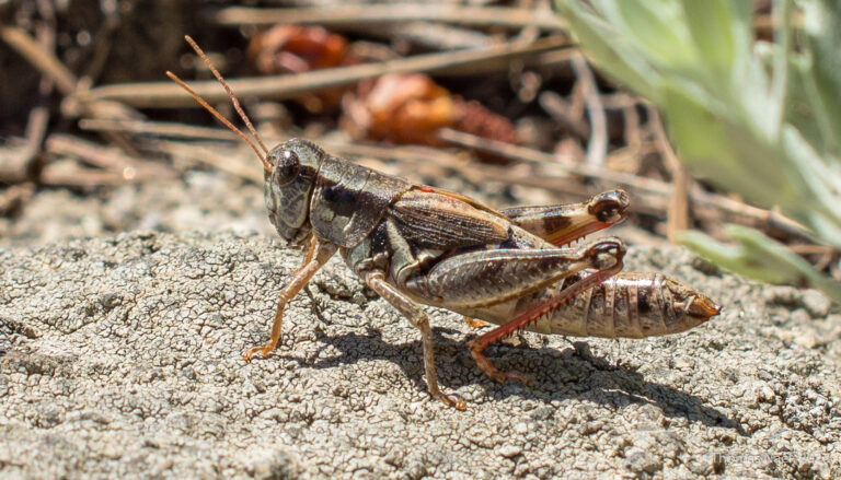 a brown grasshopper on sand soil