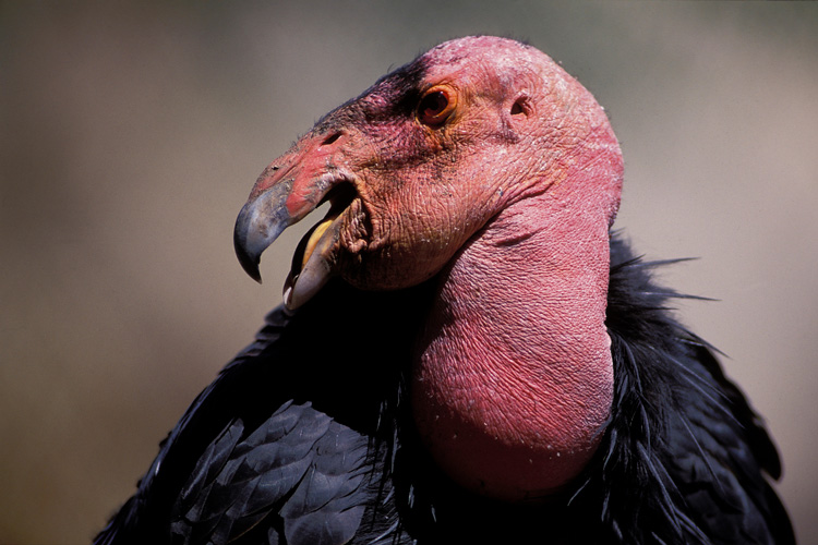 closeup of the pink, naked head of a California condor