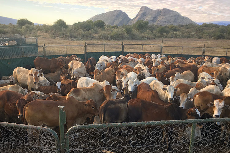 A photo of a herd of cattle inside an fenced enclosure