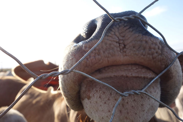 a cow nose sniffing through the wire of a fence